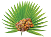 Cây cọ lùn (Saw Palmetto)